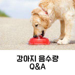 강아지 음수량 Q&A