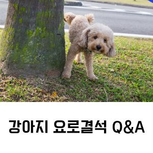 강아지 요로결석 Q&A
