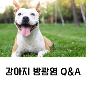 강아지 방광염 Q&A