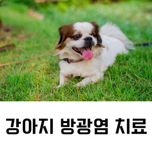 강아지 방광염 치료