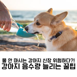 강아지 음수량 늘리는 꿀팁 물 안 마시는 강아지 신장 위험하다?!